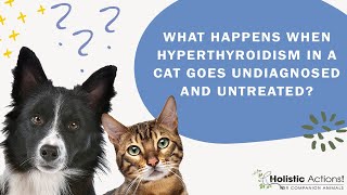 FAQ What happens when hyperthyroidism in a cat goes undiagnosed and untreated [upl. by Vashtee]