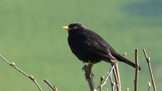 Sounds of Nature Blackbird 1 Hour of the Blackbirds Song [upl. by Aryamoy905]