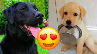 Labrador Retriever — Adorable And Hilarious Videos And Tik Toks Compilation [upl. by Onifled]