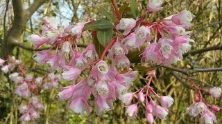 Staphylea holocarpa Rosea Chinese Bladdernut [upl. by Pentha]