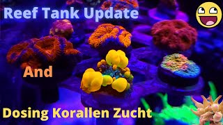 Reef Tank Update and Dosing Korallen Zucht [upl. by Everick]