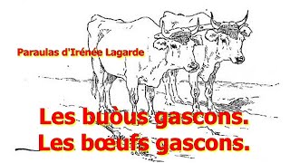 Les buous gascons  Les bœufs gascons [upl. by Swec]