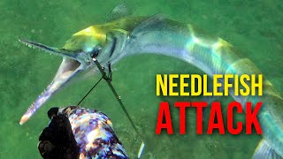 Crocodile Needlefish Attack [upl. by Ttennaej]