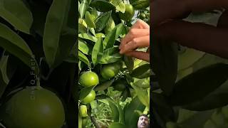 amazingfacts fruit lemon plants experiment agniveer art [upl. by Attenrad825]