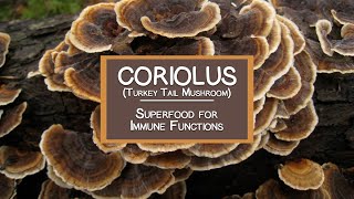 Coriolus Turkey Tail Mushroom A Potent Superfood for Immune Functions [upl. by Spearing202]