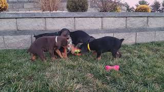 Doberman Pinscher Puppies Playing [upl. by Eiger462]