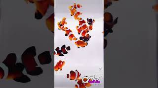 Longfin Clownfish Harem clownfish reef aquarium [upl. by Aihtnamas]