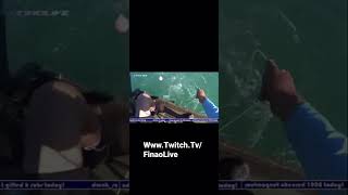 Shark eats Goliath Grouper shorts fish twitch [upl. by Ahtabbat]