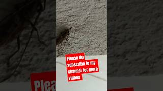 Very dangerous insecttDkasallinonevlogs [upl. by Boyce]