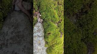 Algaealgae beautifulnature youtubeshorts viralvideo [upl. by Notyard]