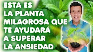 La planta milagrosa que te ayudará a curar la ansiedad [upl. by Eisserc]