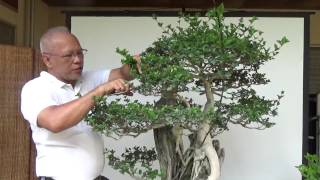 Bonsai Tutorials for Beginners How to trim bonsais for maintenance 1 of 3 [upl. by Willner]