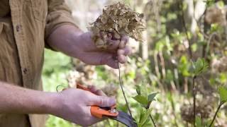 When is the best time to prune hydrangea [upl. by Eiuqram960]