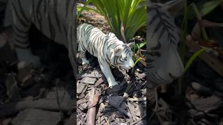 Discover Wild Zoo Animals Outside Learning video for Kids [upl. by Izaak]