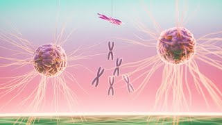 Interphase cell cycle [upl. by Shornick]