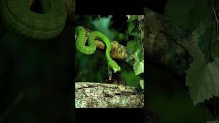 DEADLY STRIKEGREEN PIT VIPER snakewildlife forestbiodiversityreptilesnatureeducation [upl. by Panta660]