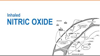 iNO Inhaled Nitric Oxide [upl. by Norman]