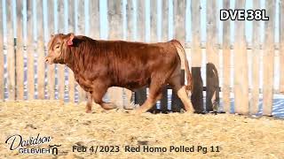 Davidson Gelbvieh Bull Lot DVE 38L sells Friday March 1 2024 [upl. by Nodyarb]