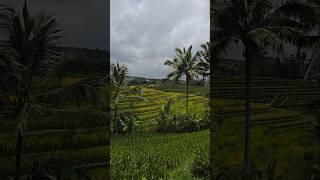 Jatiluwih Rice Terraces Bali BCLCOSMIN [upl. by Keelby533]