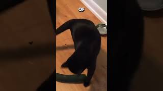 Why Are Cats Scared of Cucumbers 🥒🐱 CraftingInsight [upl. by Parrnell]