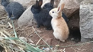 Cómo Se Protegen LOS CONEJOS BEBÉS En La Naturaleza  La Supervivencia De Los Conejos  2022 [upl. by Iorgo]