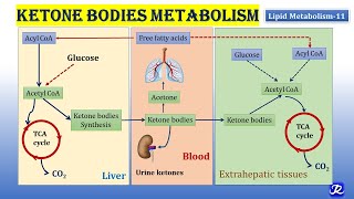 11 Ketone bodies Metabolism  Lipid Metabolism11  Biochemistry  NJOY Biochemistry [upl. by Naillik531]