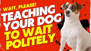 Polite Paws Teaching Your Dog to Wait Politely [upl. by Eanahs]