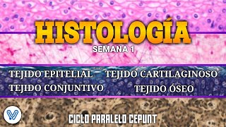 HISTOLOGÍA TEJIDO EPITELIAL CONJUNTIVO CARTILAGINOSO Y ÓSEO  SEMANA 01  CICLO PARALELO CEPUNT [upl. by Enyluqcaj]