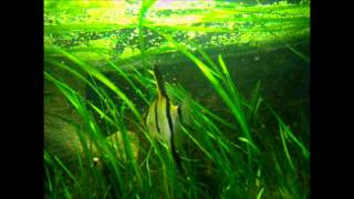 Pterophyllum scalare [upl. by Jackqueline]