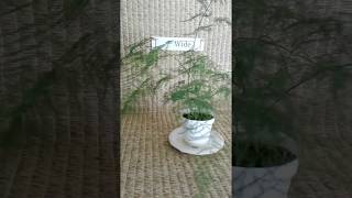 Plumosa fern from my Online Plant Nursery in Phoenix AZ [upl. by Noitsuj]