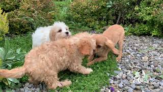 Cavachon Puppies [upl. by Millisent566]