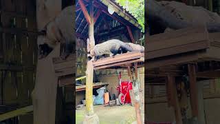 Kopi luwak also known as civet coffee is a coffee that consists of 😂travel viralvideo shorts [upl. by Gadmann469]