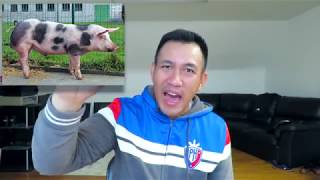 How to Start a Piggery Business Philippines in 2024 [upl. by Ahseet]