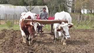 Working with the Oxen Part One 2013 [upl. by Kilk23]