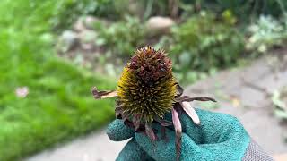 Yikes I have mites on my echinacea or is it something else [upl. by Regni]