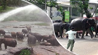 Herd of elephants Pinnawala Elephant Orphanage [upl. by Gardiner726]