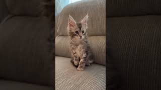 10 week old Maine Coon Zena Silver Tabby Maine Coon Athena’s baby kitten [upl. by Bjork832]