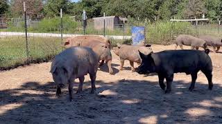 BERKSHIRE AND BERKSHIREDUROC CROSS BOARS FOR SALE [upl. by Aitnahs]