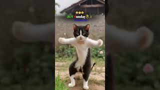 Billi ka dance kaisa raha viralreels song [upl. by Nostaw449]