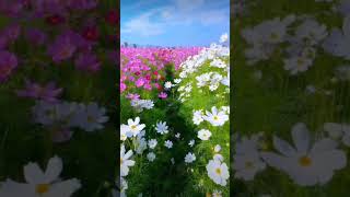 Natural music status natural sound status beautiful flowers garden beauty status cosmos flower [upl. by Eillo]