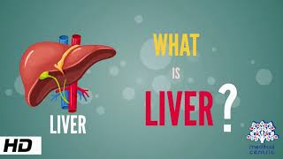 What is Liver Anatomy Parts and Function [upl. by Ajup]