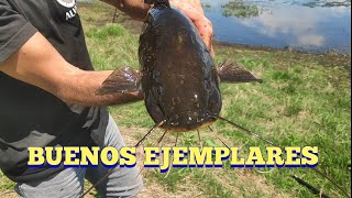 Pescando bagres y tarariras en hermosa laguna en Pesca en agua dulce [upl. by Yrmac]