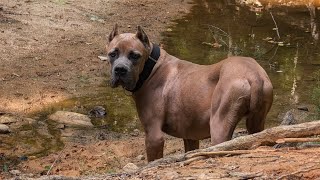 Cane Corso goes on his first hike ever [upl. by Doughty618]