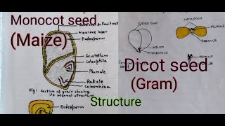 Structure of Monocot amp Dicot seed structure of Monocotyledonous and dicotyledonous seed [upl. by Pooi661]