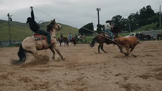 Team Roping Practice with Dalton and Cutter at Madonna Inn [upl. by Acilegna]