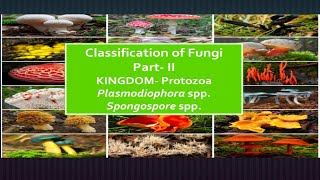 Kingdom PROTOZOA PLASMODIOPHOROMYCOTA its important characteristic amp disease cycle [upl. by Ahsemit]