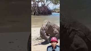 Komoda Memuntahkan Belut shorts komodo shortvideo [upl. by Mohkos681]