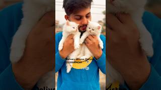 White Persian Kittens For Sale in Pakistan Cat babyPunch FaceTriple coat cat kitten reels [upl. by Rialcnis]