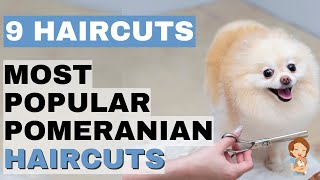 Top 9 Trending Pomeranian Haircuts Haircuts That Will Leave You Regretful amp Styles for a Happy Pom [upl. by Eidob]