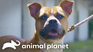 Her Birthday Wish How Adopting a Pit Bull Changed Everything  Pit Bulls and Parolees [upl. by Notnel491]